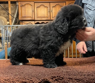 Les chiots de Terre-neuve