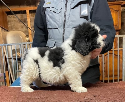 Les chiots de Terre-neuve
