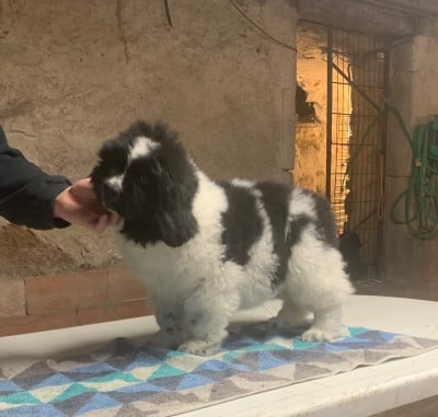 Les chiots de Terre-neuve