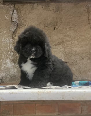 Les chiots de Terre-neuve