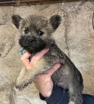 Les chiots de Cairn Terrier
