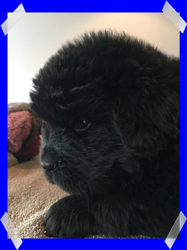 CHIOT - Terre-neuve