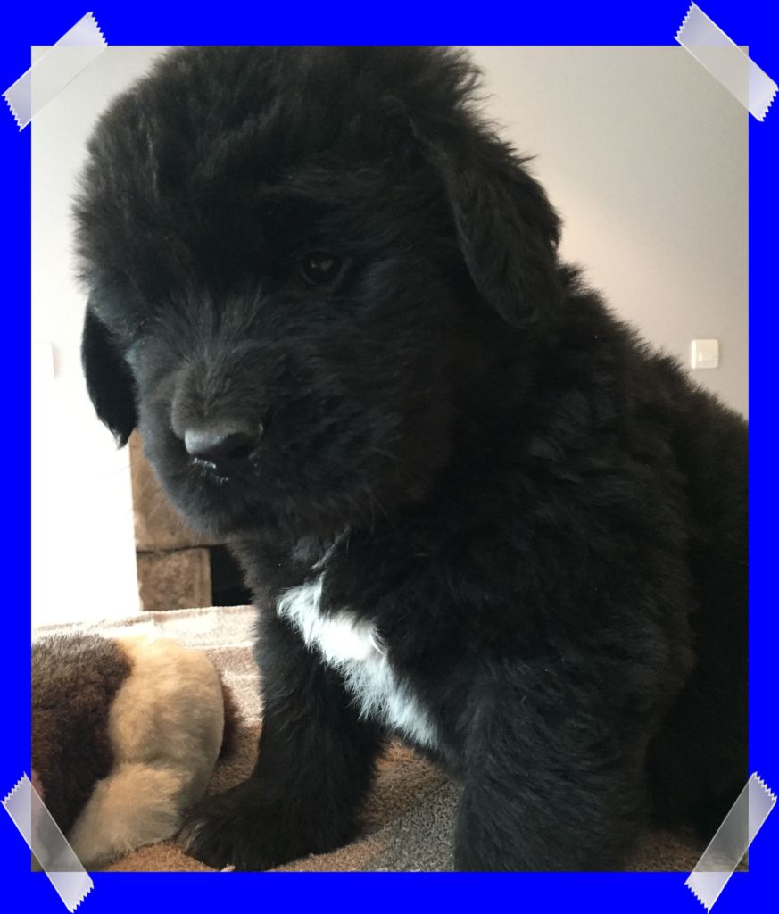 CHIOT - Terre-neuve