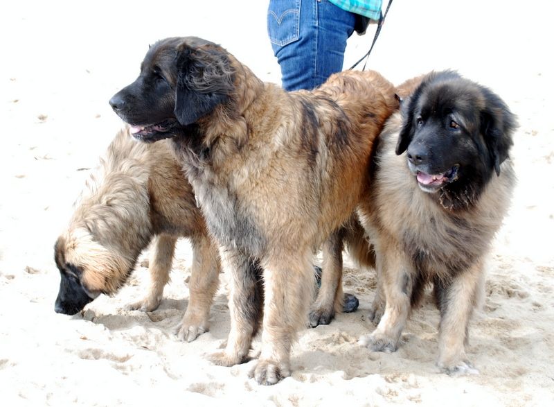 Praslin lavezzi de l'aulp de fier