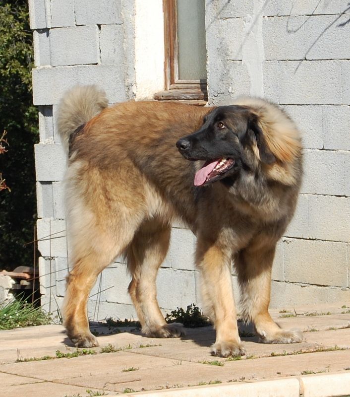 Viti levu Du Charme De Montrésor