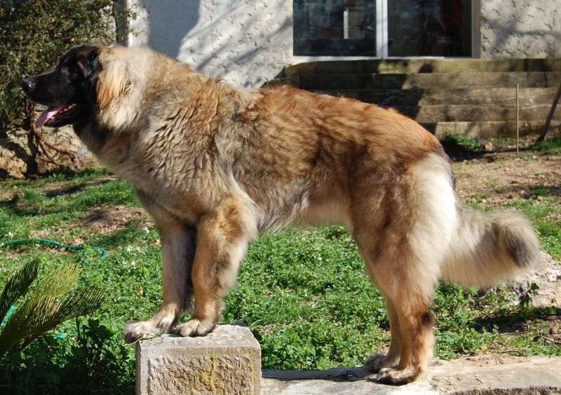 Viti levu Du Charme De Montrésor