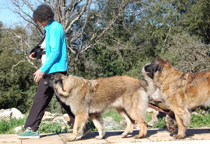 Viti levu Du Charme De Montrésor