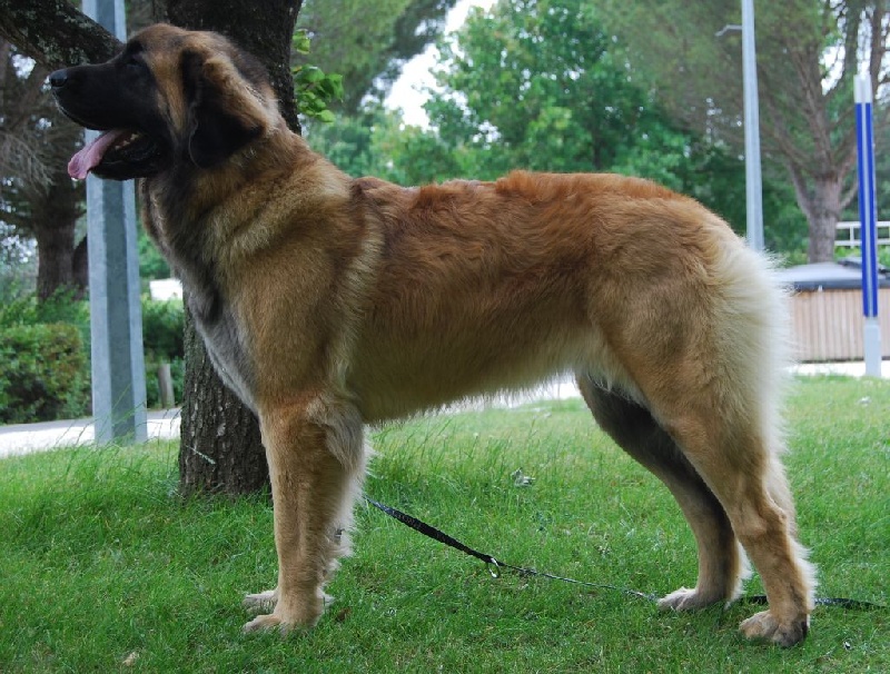 Galante atoll de l'aulp de fier - RCACS RCACIB