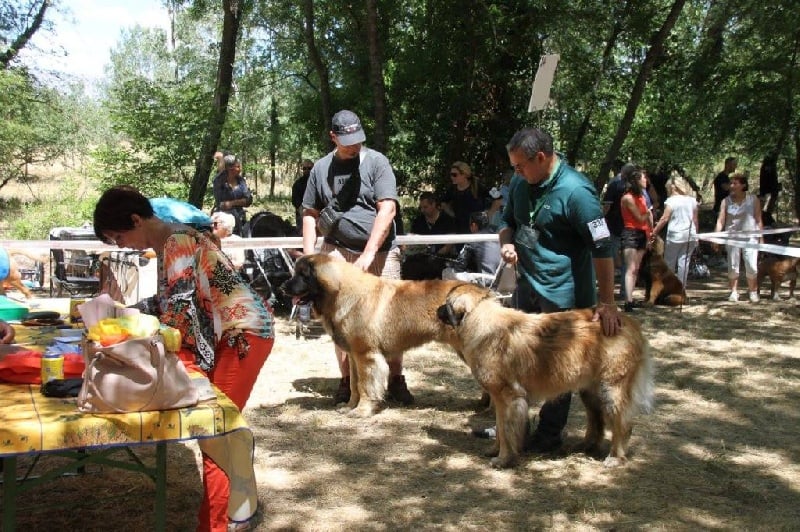 CH. Loyd desirade de l'aulp de fier - 1er excellent JEUNE