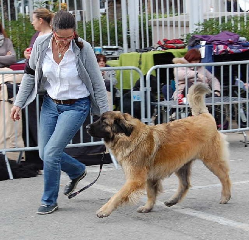 Jo kokkola de la pierre oiseau - 1ere excellent