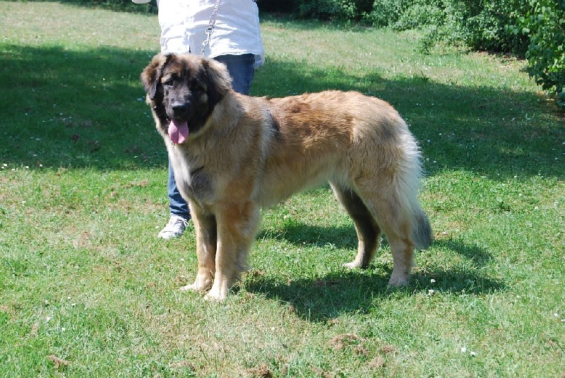 Jo kokkola de la pierre oiseau - TB