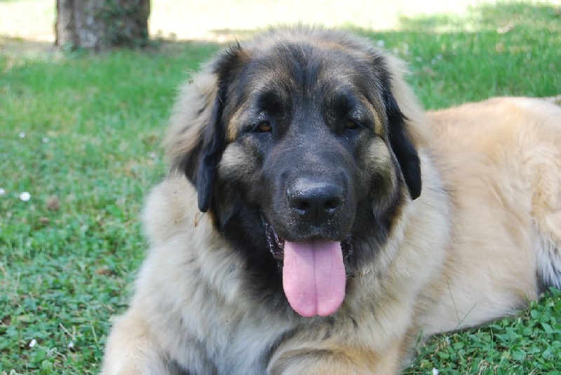 Jo kokkola de la pierre oiseau - 1ère en classe Jeune