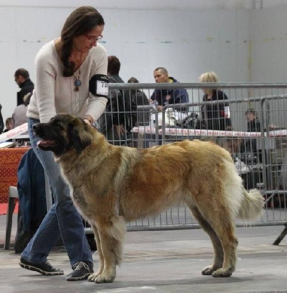 Jo kokkola de la pierre oiseau - 1ère Excellent en classe intermédiaire