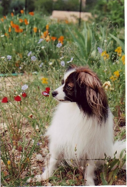 CH. Verlaine du chemin des ollivats - CACIB MEILLEUR DE RACE