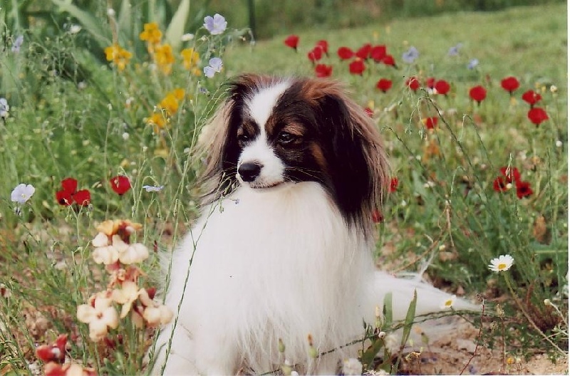 CH. Verlaine du chemin des ollivats - CAC CACIB Meilleur de race 1er excellent