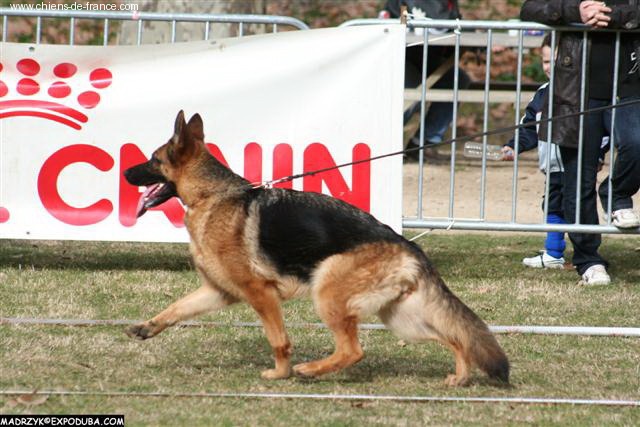 Aqua De la bastide du val de cagnes - 1 ére TB.(JEUNE FEMELLE)