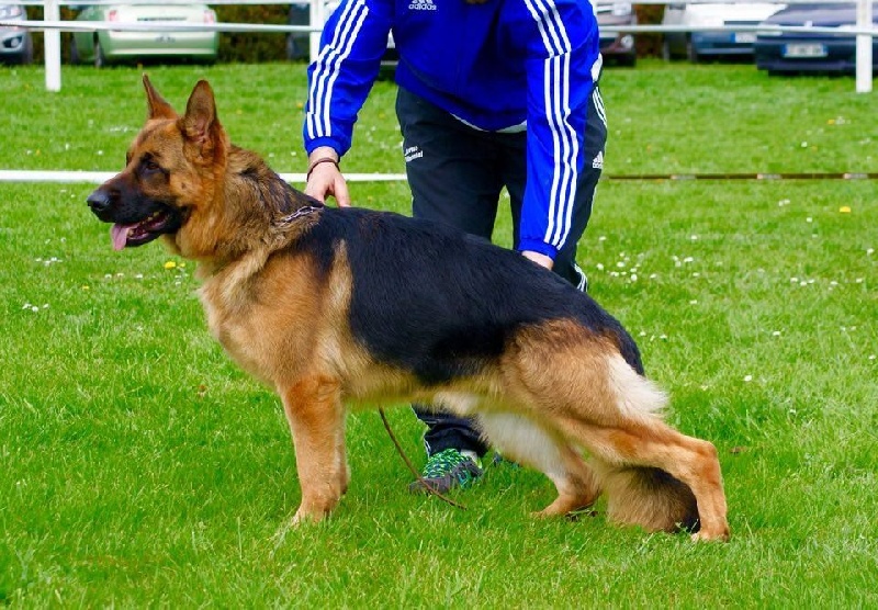 Joga bonito De la bastide du val de cagnes - 1exc jeunes males