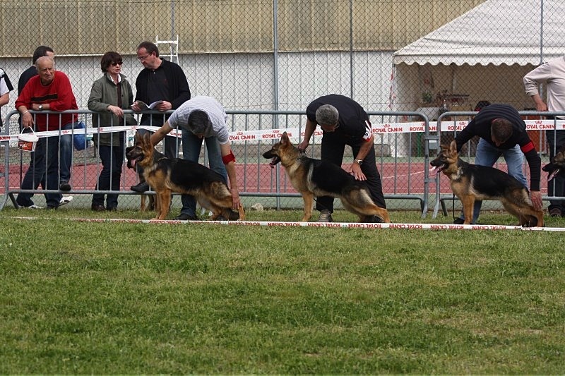 Doulla De parilly - 1 ére TP . 6/9 FEMELLES