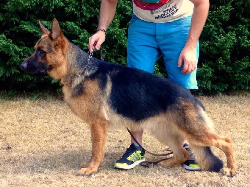 Joga bonito De la bastide du val de cagnes - 1er TB.12/18 Males