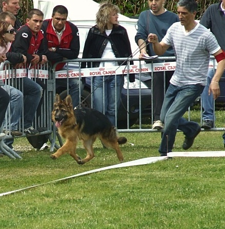 Doulla De parilly - 3eme TP. 6/9 FEMELLES