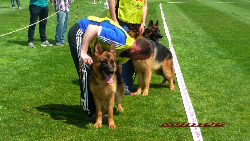 Joga bonito De la bastide du val de cagnes - 1er TB.(9/12)