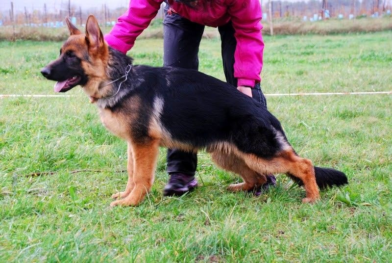 Joga bonito De la bastide du val de cagnes - 1ér TP.4/6.MALES