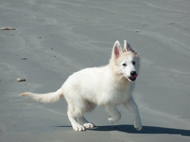 Publication : du bois trinitin