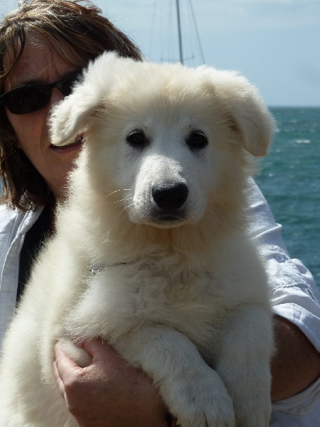 Publication : du bois trinitin