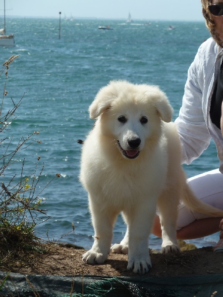 Publication : du bois trinitin