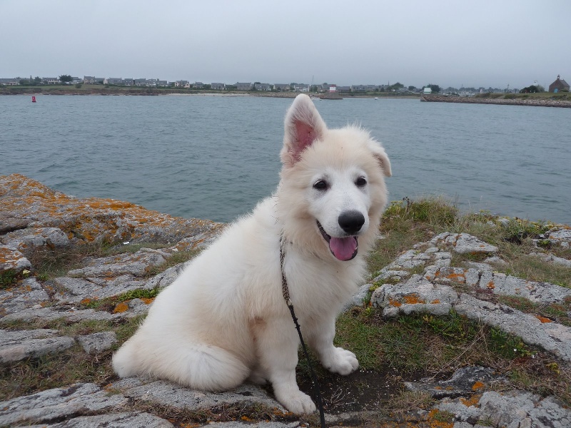 Publication : du bois trinitin