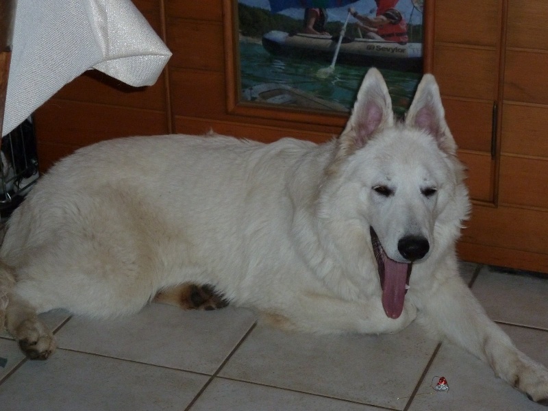 Publication : du bois trinitin