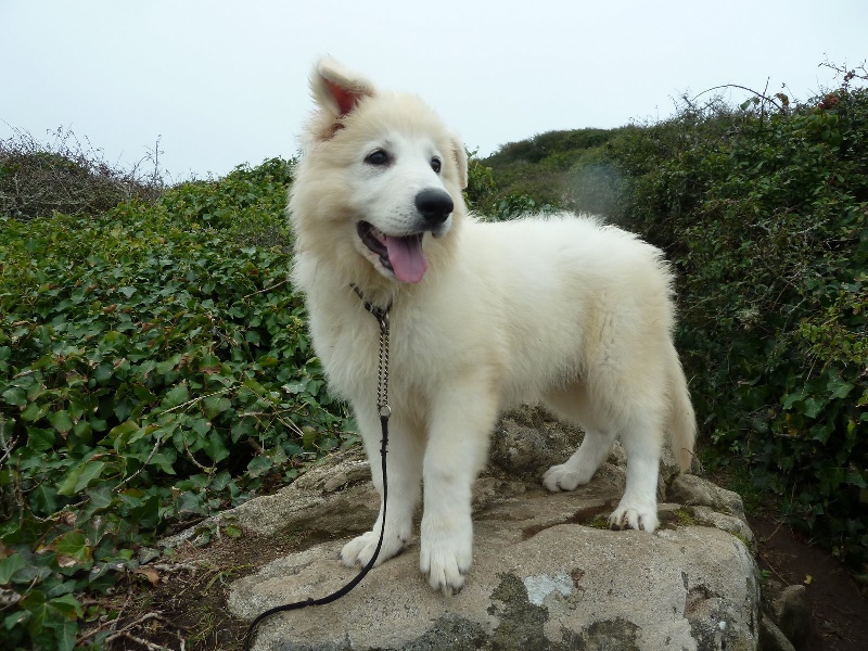 Publication : du bois trinitin