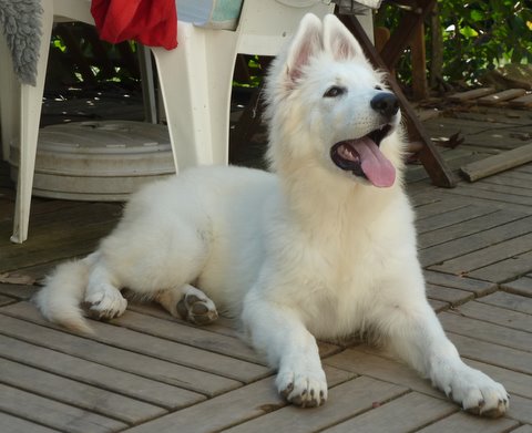 Publication : du bois trinitin