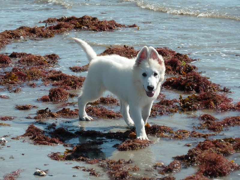 Publication : du bois trinitin