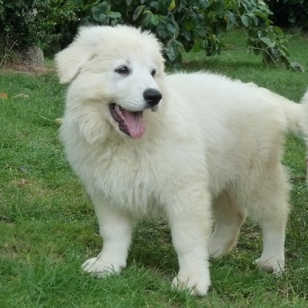 Publication : du bois trinitin