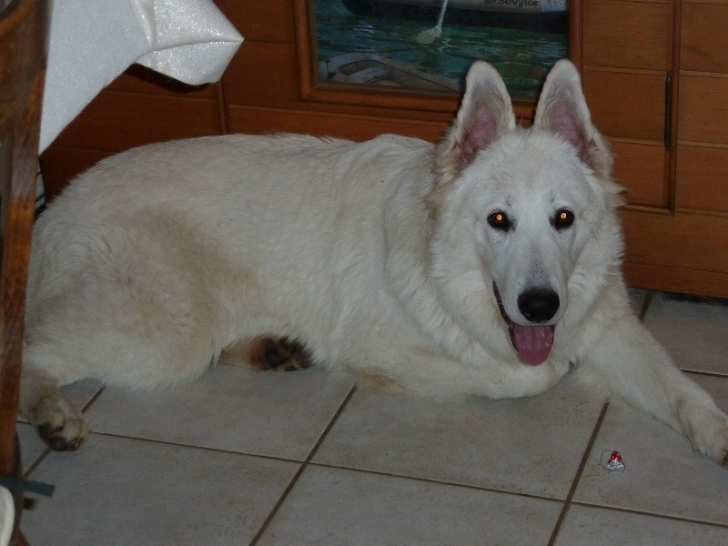 Publication : du bois trinitin