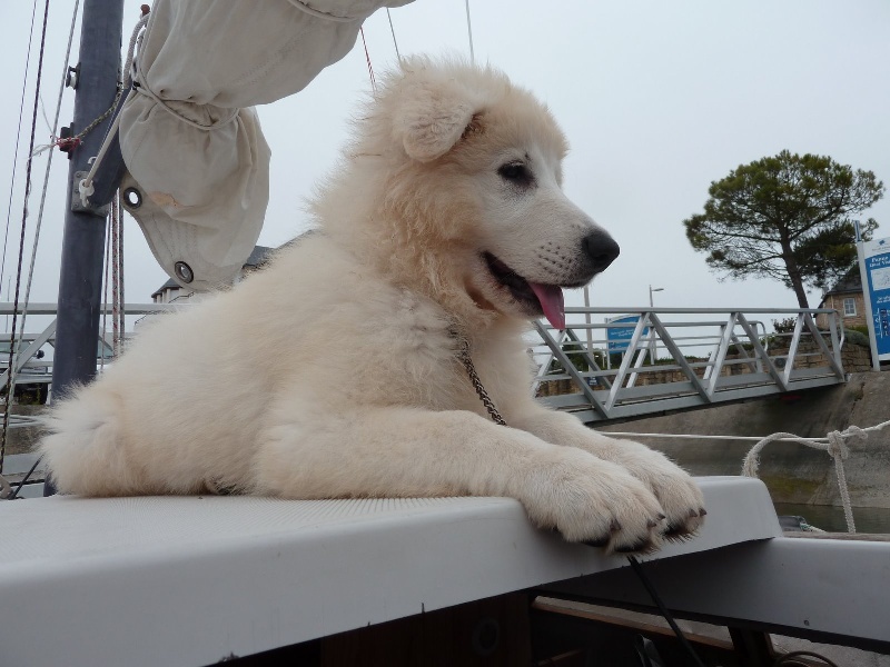 Publication : du bois trinitin