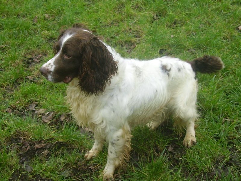 Publication : Des pres flamands