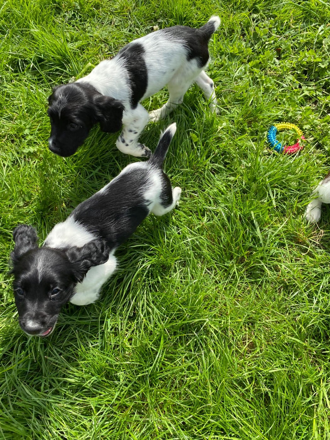 CHIOT 6 - English Springer Spaniel