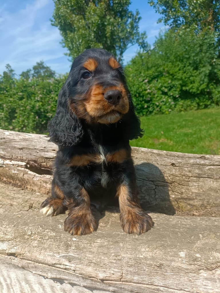 Chiot N°1 - Cocker Spaniel Anglais