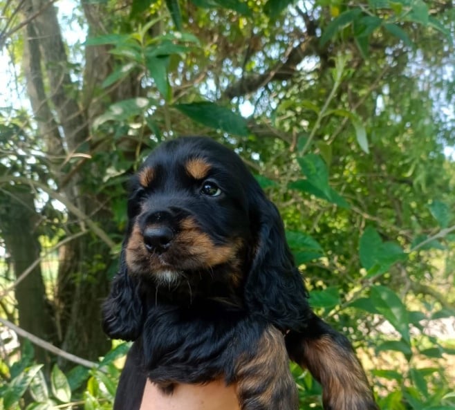 Chiot N°5 - Cocker Spaniel Anglais