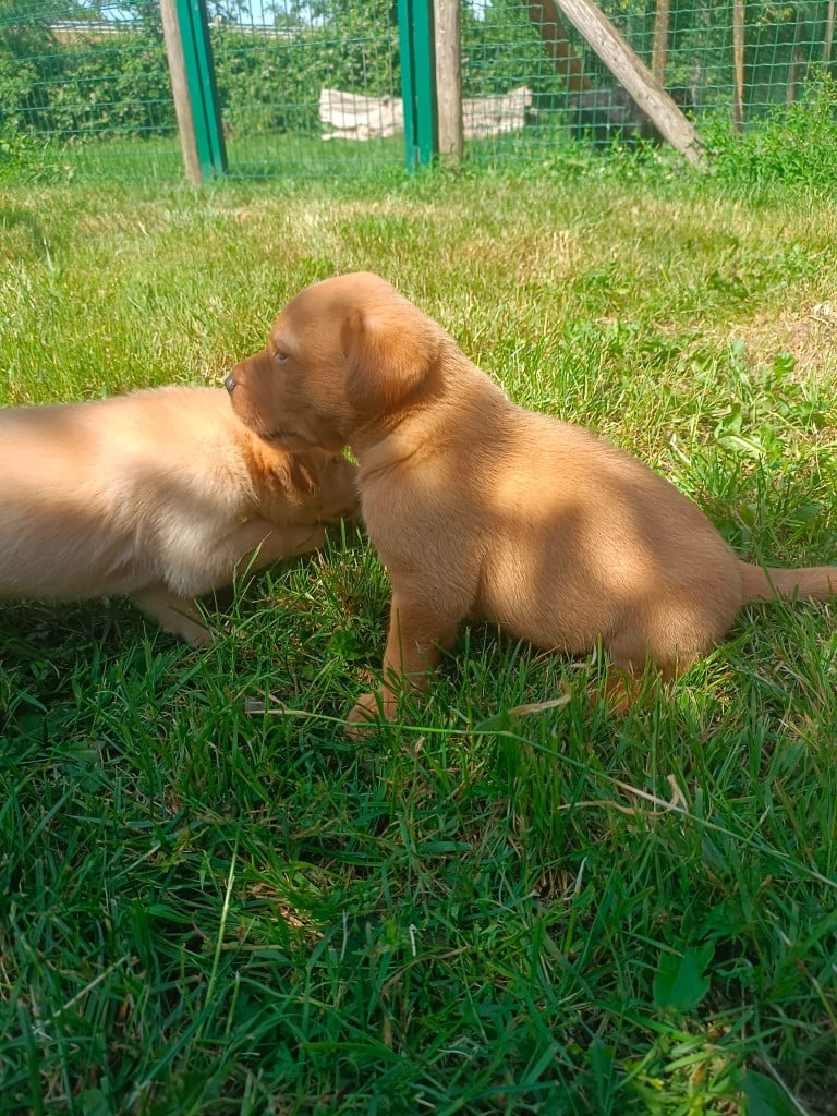 Chiot N°1 - Labrador Retriever