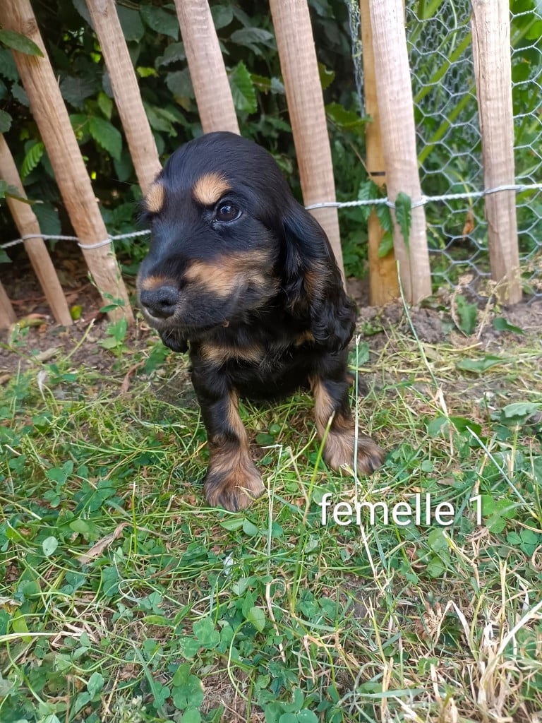 Chiot N°6 - Cocker Spaniel Anglais