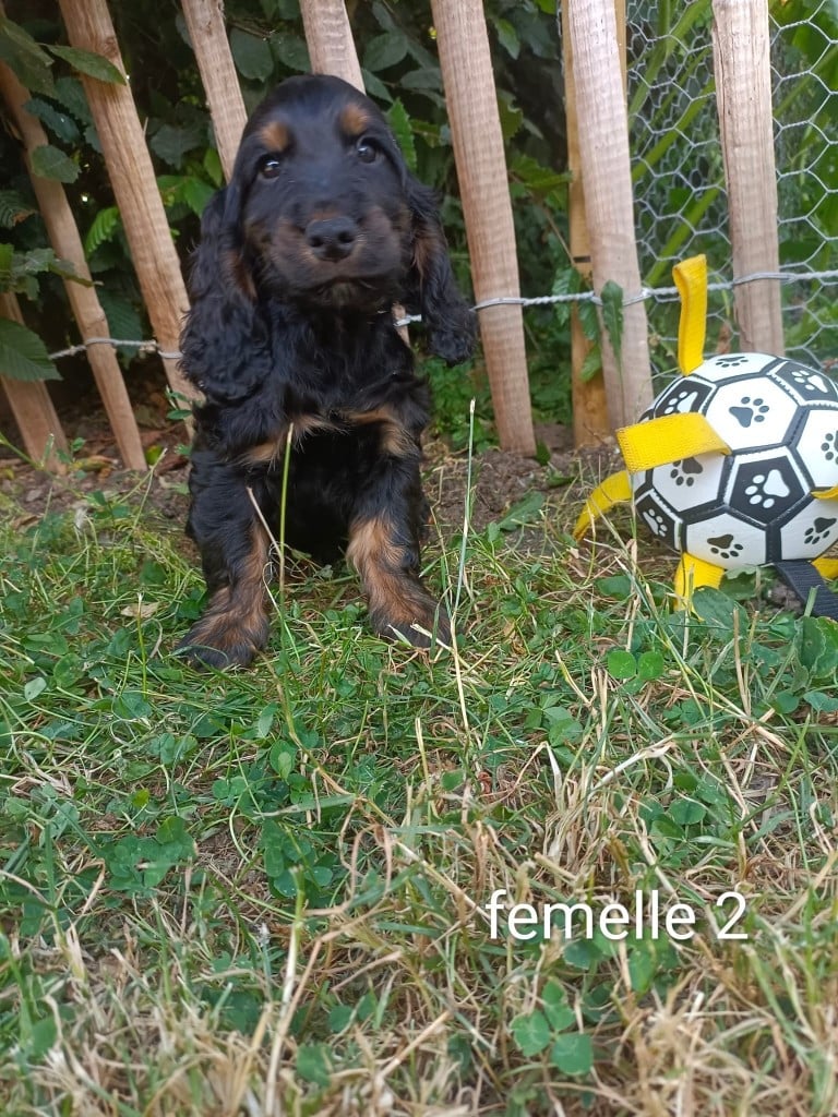 Chiot N°7
