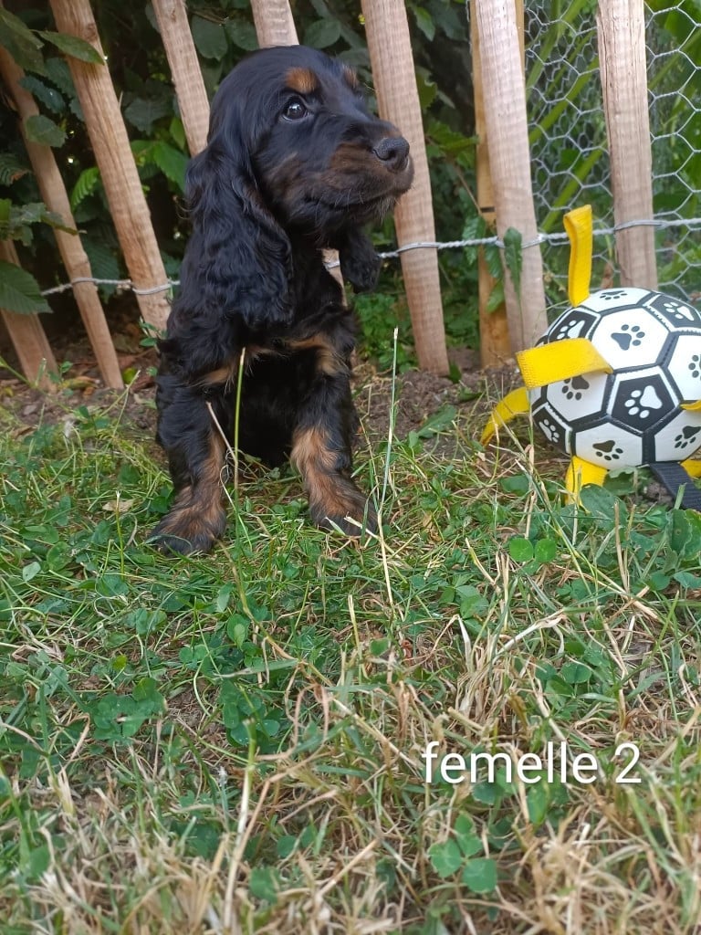 Chiot N°7