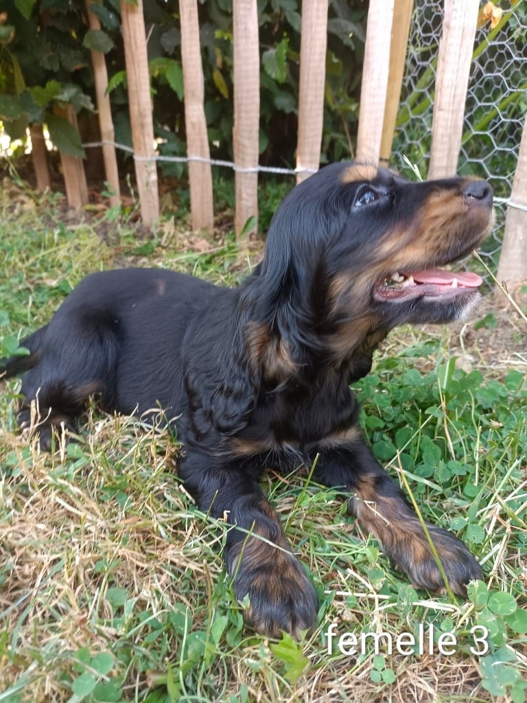 Chiot N°8