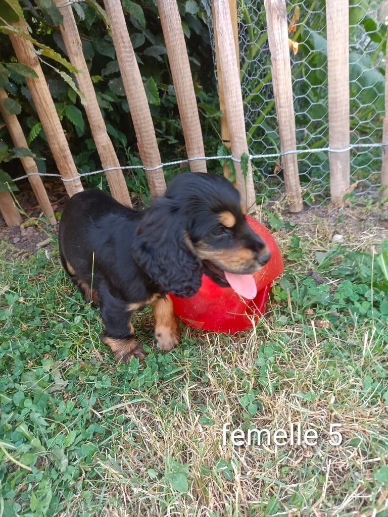 Chiot N°5