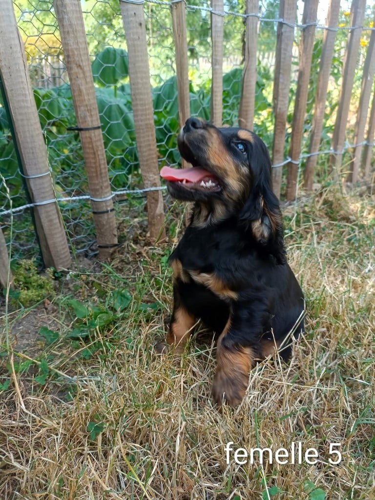 Chiot N°5