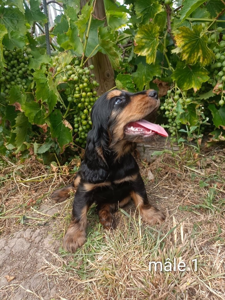 Chiot N°1