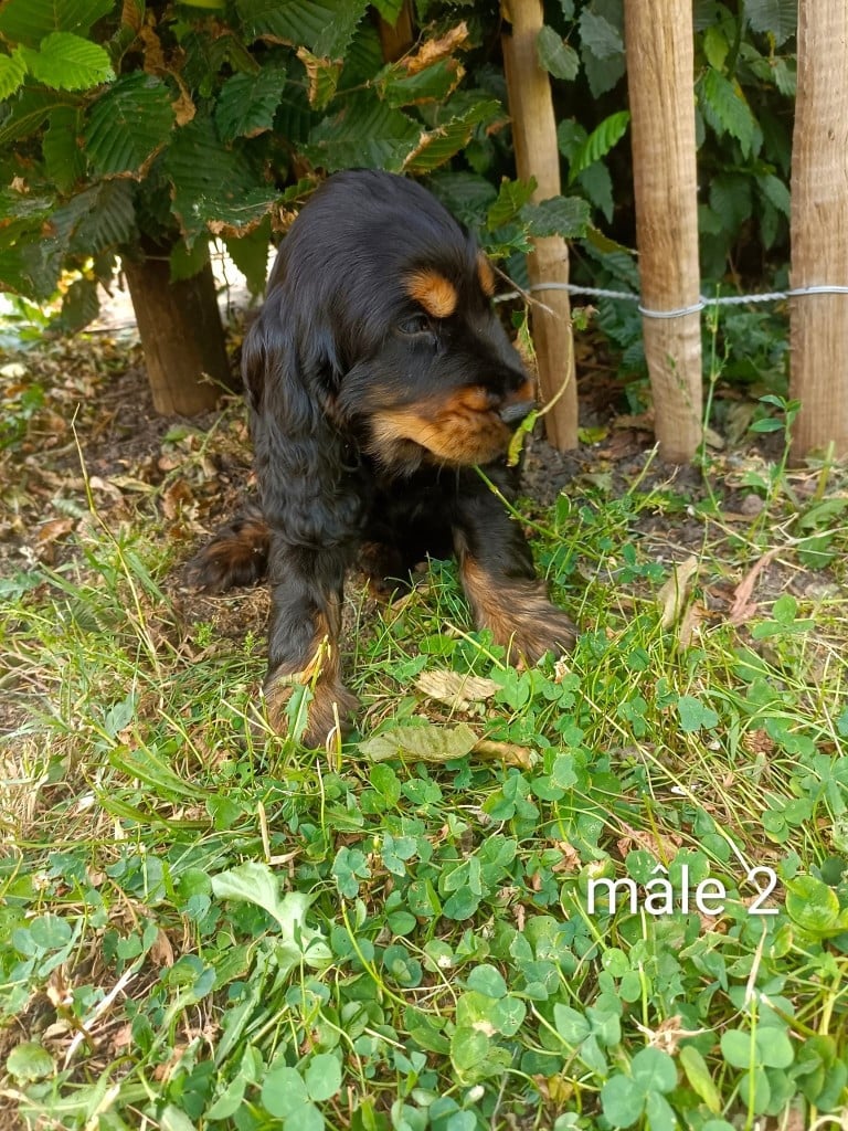 Chiot N°2